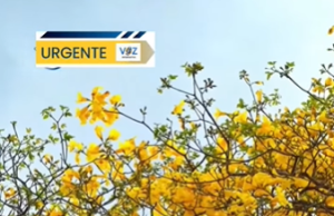 Empezó el florecimiento de los Guayacanes